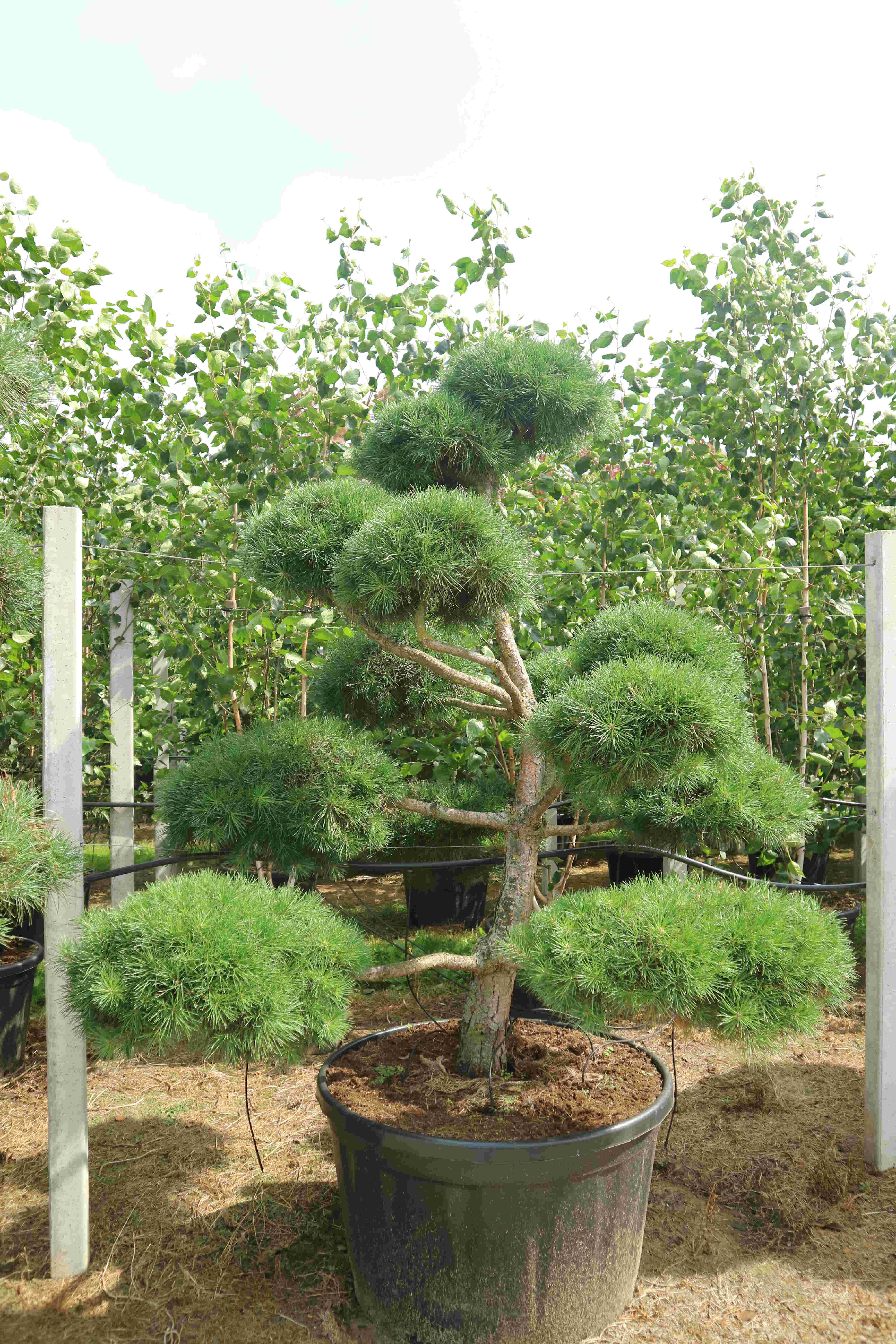 Pinus sylvestris